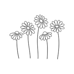 Daisy wildflowers. Outline drawing. Line vector illustration.  Isolated on white background. Good for posters, t shirts, postcards.
