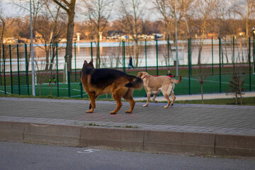 dog running on the park