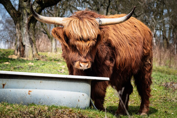 szkockie krowy, Highland Cattles © Tomasz