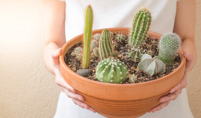 The girl holds a pot of cacti