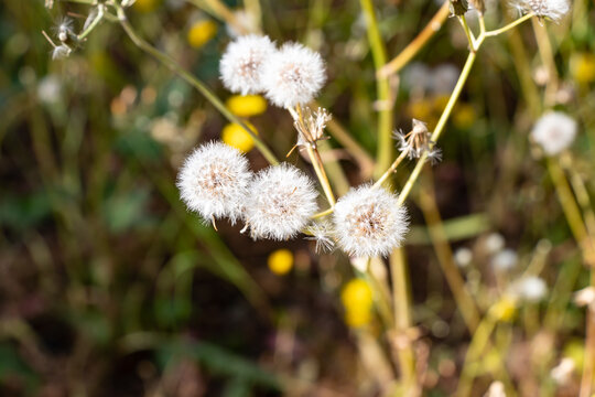Dandelion flower, Bitter chicory or radicheta, Taraxacum officinale, whose yellow flower is known as dandelion, is a plant of the Asteraceae family