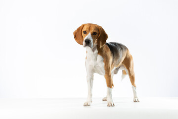 Tricolor Beagle standing in a white background looking left of the camera.