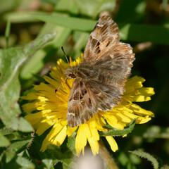 Mallow skipper (Carcharodus alceae) on a flower