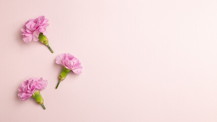 Fototapeta na wymiar Pink carnation flowers on pink background. flat lay, top view, copy space