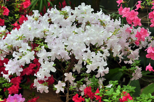 A bush blooming white Azalea indicum 'Pearl' in the botanical garden.