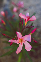 close-up of pink oleander plant with flowers outdoor in sunny backyard
