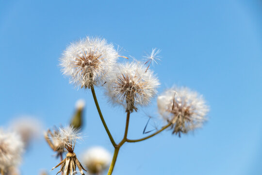 White dandelion flower, Bitter chicory or radicheta, Taraxacum officinale, whose yellow flower is known as dandelion, is a plant of the Asteraceae family