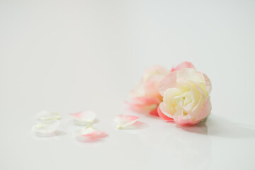 満開のボケの花