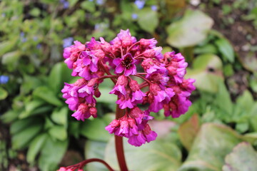 Obraz premium Bergenia purpurascens (purple bergenia) Flower in a garden - woodland style UK - United Kingdom