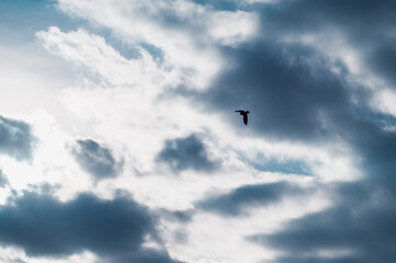 Silhouette of a bird flying in the cloudy sky
