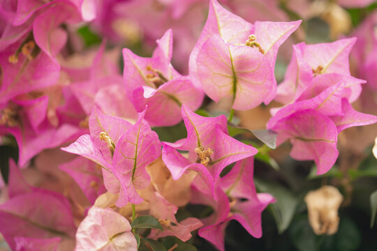 白とピンクのブーゲンビリア(ブーゲンビレア) サンデリアーナ 南国のイメージの花