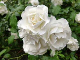 blooming white rose in a garden