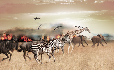 Fototapeta na wymiar Many African animals run in distress from fire