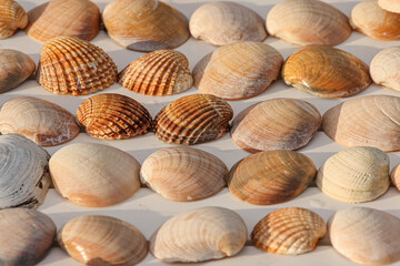 sortiment of many yellow brown shells assorted