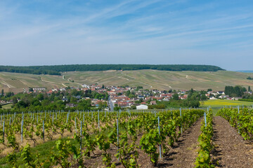 Fototapeta na wymiar Vineyard view in France