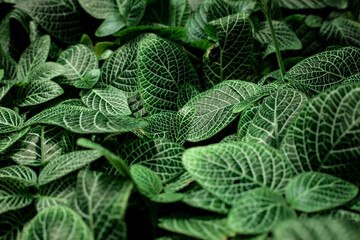 closeup nature view of green leaves background, dark nature concept