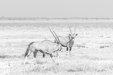 Two oryx antelopes in the savannah of Etosha National Park in Namibia, Africa