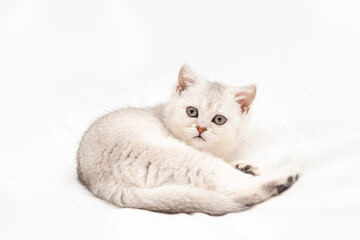Small white British kitten on a white blanket. Funny curious pet. Copy space.