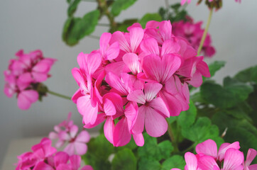 Fototapeta na wymiar flowers pink bright geranium in a pot
