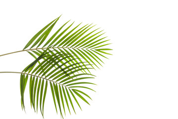 tropical coconut palm leaf isolated on white background, summer background