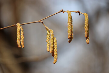 Hazel catkins on a tree branch close up. Forest in early spring, allergenic plant