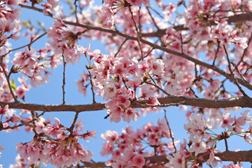 봄날의 벚나무에 달린 벚꽃