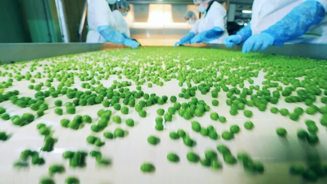 Green peas on the conveyor after getting sorted by specialists