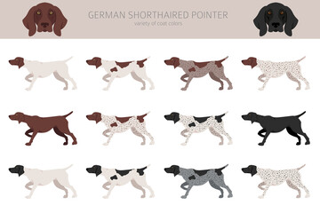 German shorthaired pointer clipart. Different poses, coat colors set