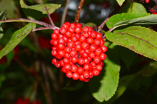 Ebereschenbaum