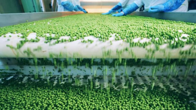 Conveyor transportation of peas after manual sorting