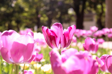 チューリップ 春 紫 花畑 花びら 美しい 綺麗 満開 かわいい 新生活 