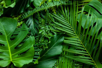 closeup nature view of fern monstera and palms background. Flat lay, dark nature concept, tropical leaf
