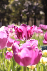 Obraz premium チューリップ 春 紫 花畑 パープル 花びら 美しい 綺麗 満開 かわいい 新生活 淡い