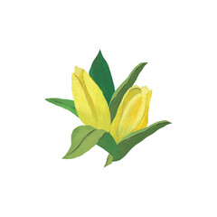 Illustration of yellow tulips with green leaves isolated on white background. Hand painted floral arrangement. Drawing in oil pastels. Perfect for Easter, wedding, summer decorations.