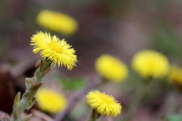 Coltsfoot flowers in spring forest. Blooming Tussilago farfara