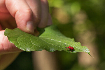 Red beetle on a green leaf, human fingers hold a leaf with a beetle, close-up