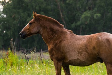 horse in a field, background of trees and green grass