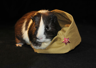 a funny black and white guinea pig lies on a military cap. Victory day greeting card. Festive background