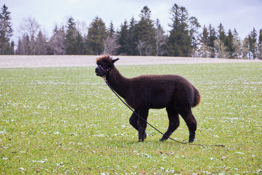 The alpaca, or pako, is a domesticated form of camel native to the South American Andes, bred primarily for its wool.