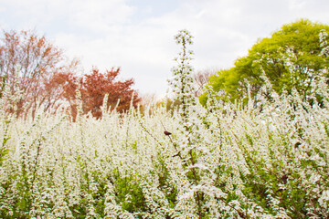 Blooming bridal wreath flowers in springtime.