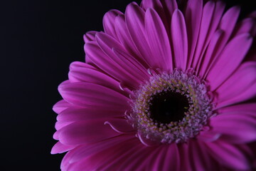 Beautiful violet gerbera flower isolated on black background