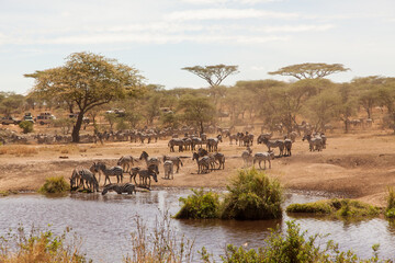 Down at the watering hole