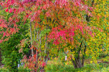 Autumn park landscape
