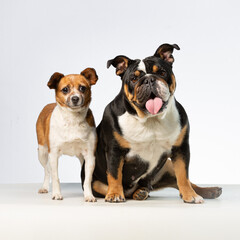 Two very different dog friends , small and big, in a white background
