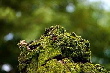 green moss texture, moisture