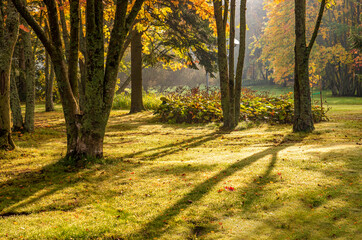 Autumn park landscape