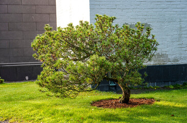 Pine tree in garden