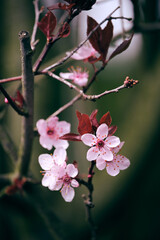 Fototapeta na wymiar Colorful cherry blossoms in spring 2021 in Berlin