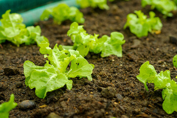 Little salad in organic farms.