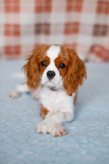 Portrait of Cavalier King Charles Spaniel. A beautiful breed of dogs.